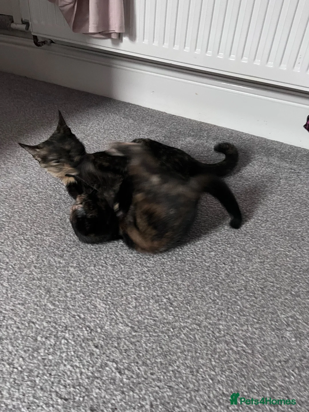 Mixed Breed cats for sale: Mix Scottish fold/straight ears. - Advert 2