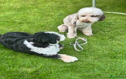 Bernedoodle dogs for sale: Mini Bernedoodle **waiting list** - Image 7