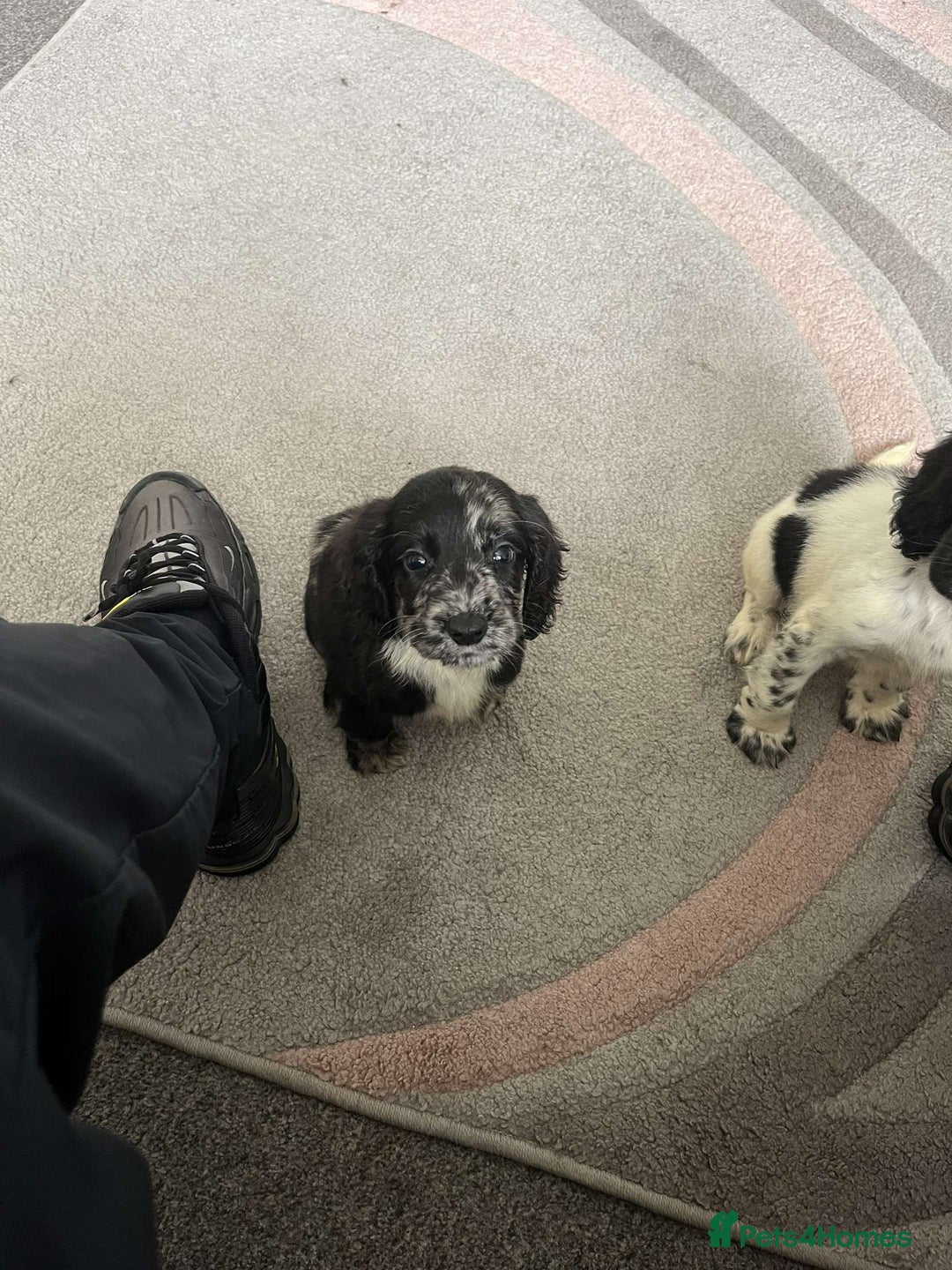 Cocker Spaniel dogs for sale: Last boy remaining  - Image 11