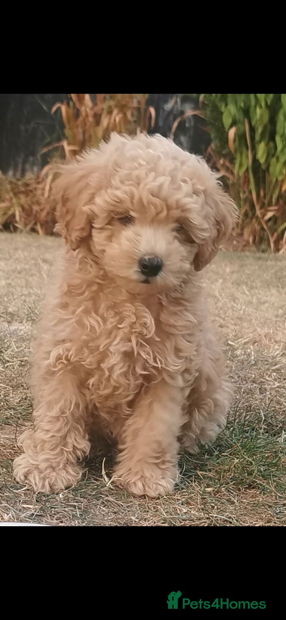 Toy Poodle dogs **Toy Poodle** - ready for her new family  - Advert 7