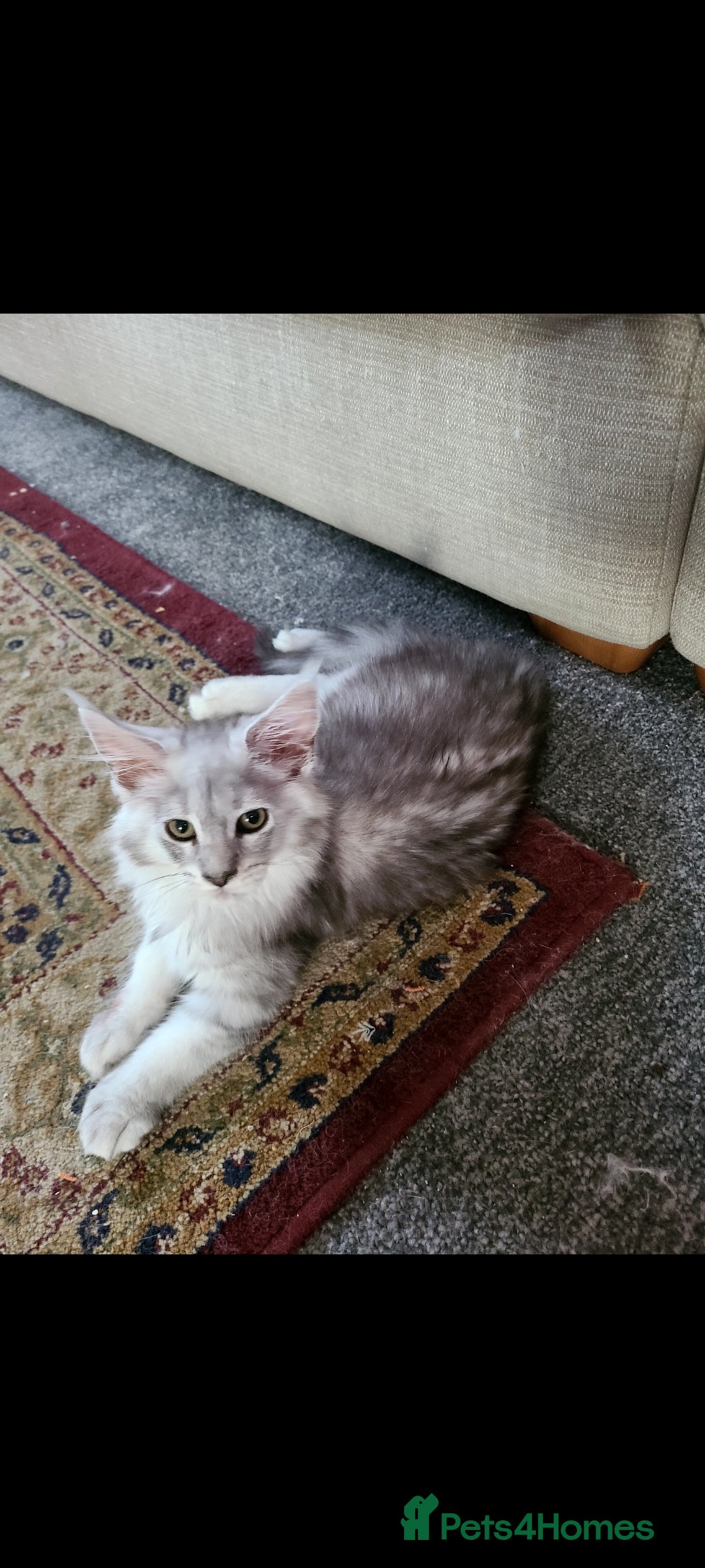 Maine Coon cats Fluffy, friendly pedigree maine coon kittens  - Advert 2