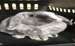 English Lop rabbits for sale: 2 lops looking for a new home - Image 2