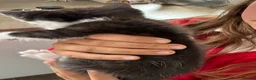 Mixed Breed cats for sale: Beautiful kittens  - Advert 6