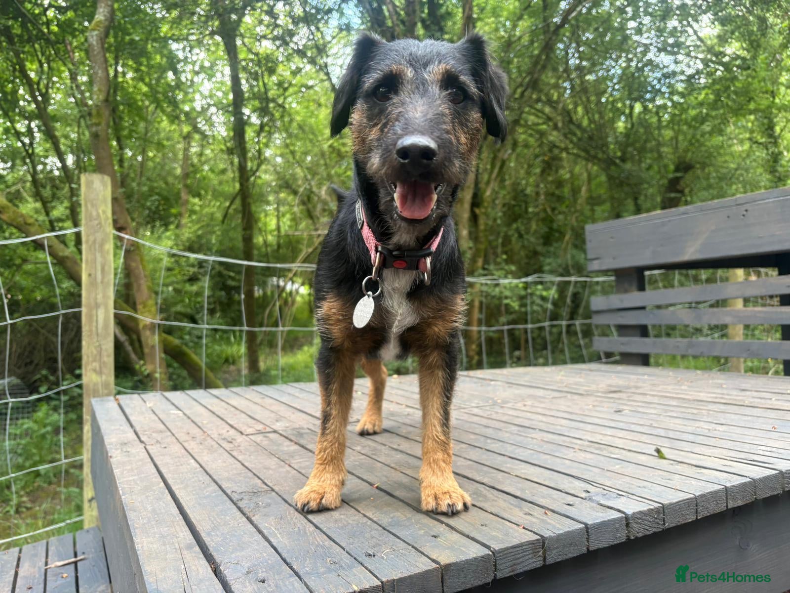 Patterdale Terrier dogs Meet Rolo-Ready for His Forever Home - Advert 3