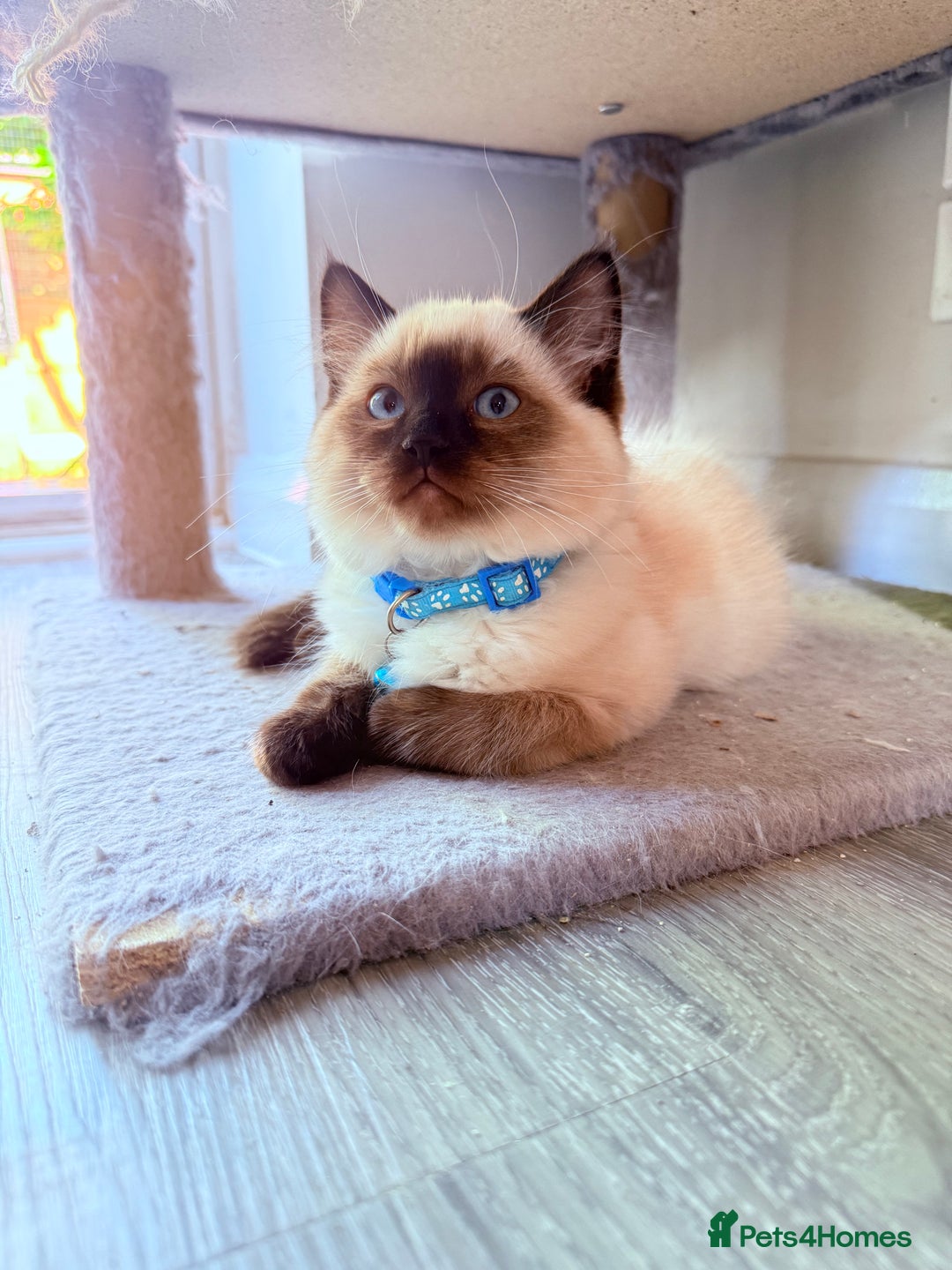 Ragdoll cats for sale: Six adorable Ragdoll kittens(1 boy and 1 girl left in Wokingham - Image 11