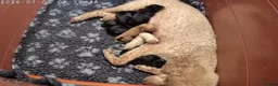 Toy Poodle dogs for sale: Toy poodle puppies  - Advert 4