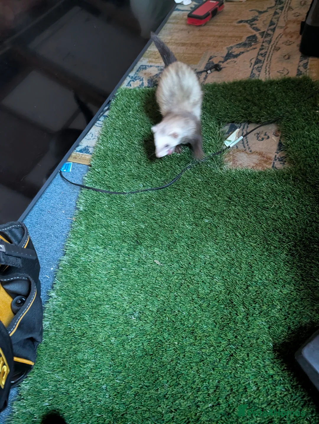 Ferret rodents for sale: Pair of Semi-Angora Ferrets Seek Experienced Home - Advert 13