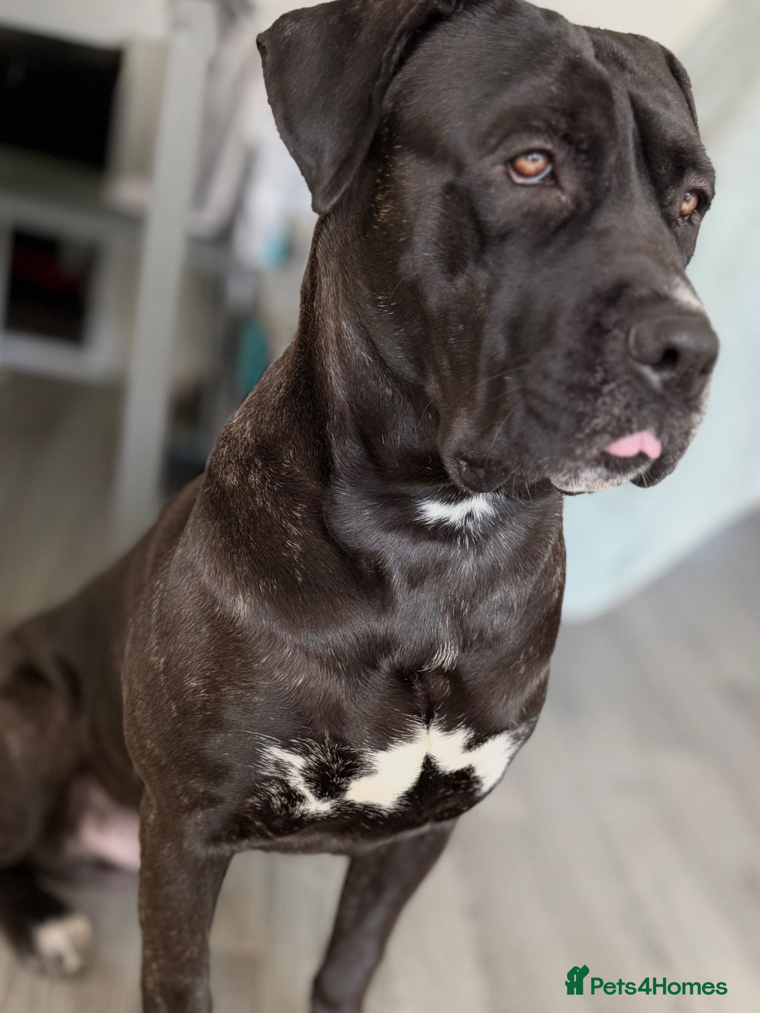 Cane Corso dogs 23 month cane corso - Advert 12
