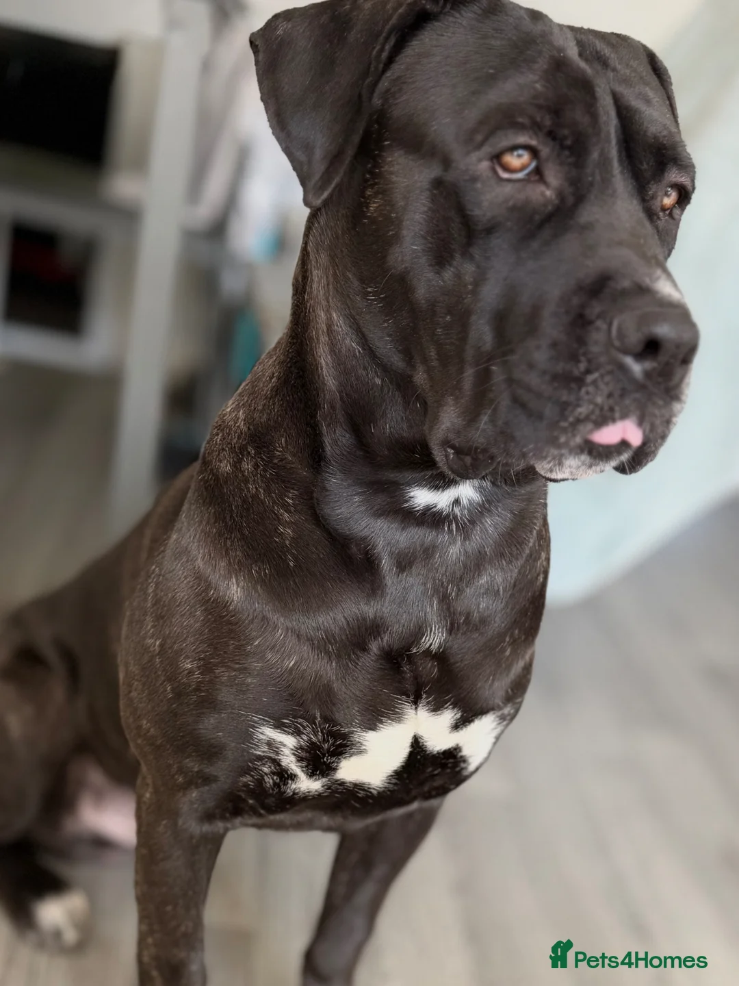 Cane Corso dogs for sale: 23 month cane corso in London - Advert 1