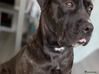Cane Corso dogs 23 month cane corso - Advert 12