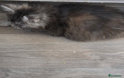 Maine Coon cats for sale: TICA REGISTERED STUNNING MAINE COON KITTENS  in Blackpool - Image 25