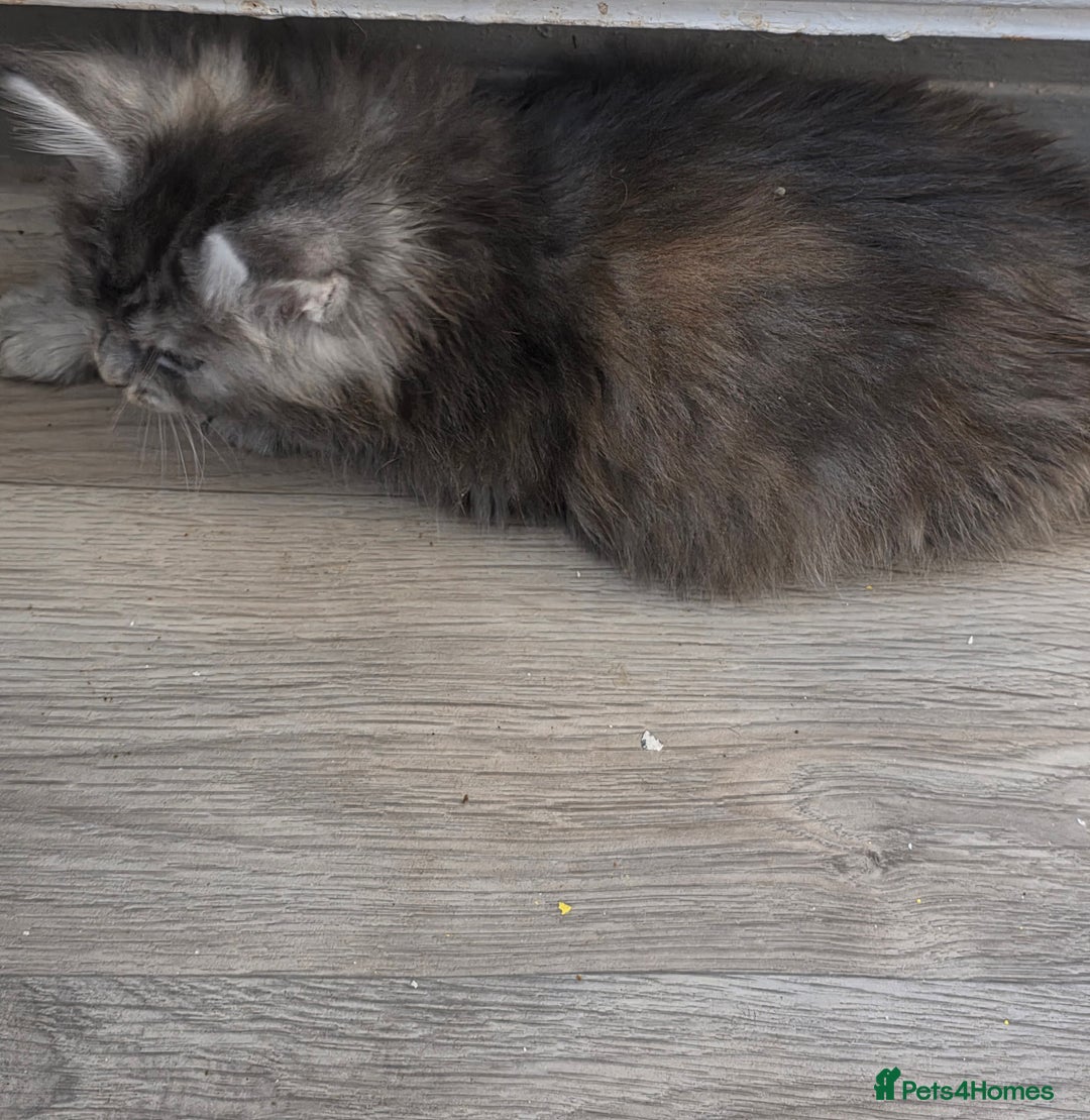 Maine Coon cats for sale: TICA REGISTERED STUNNING MAINE COON KITTENS  in Blackpool - Image 25