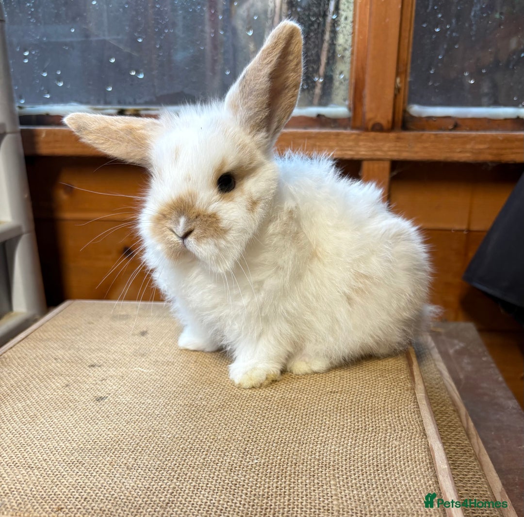 Mini Lop rabbits for sale: Friendly baby mini lop available  - Advert 3
