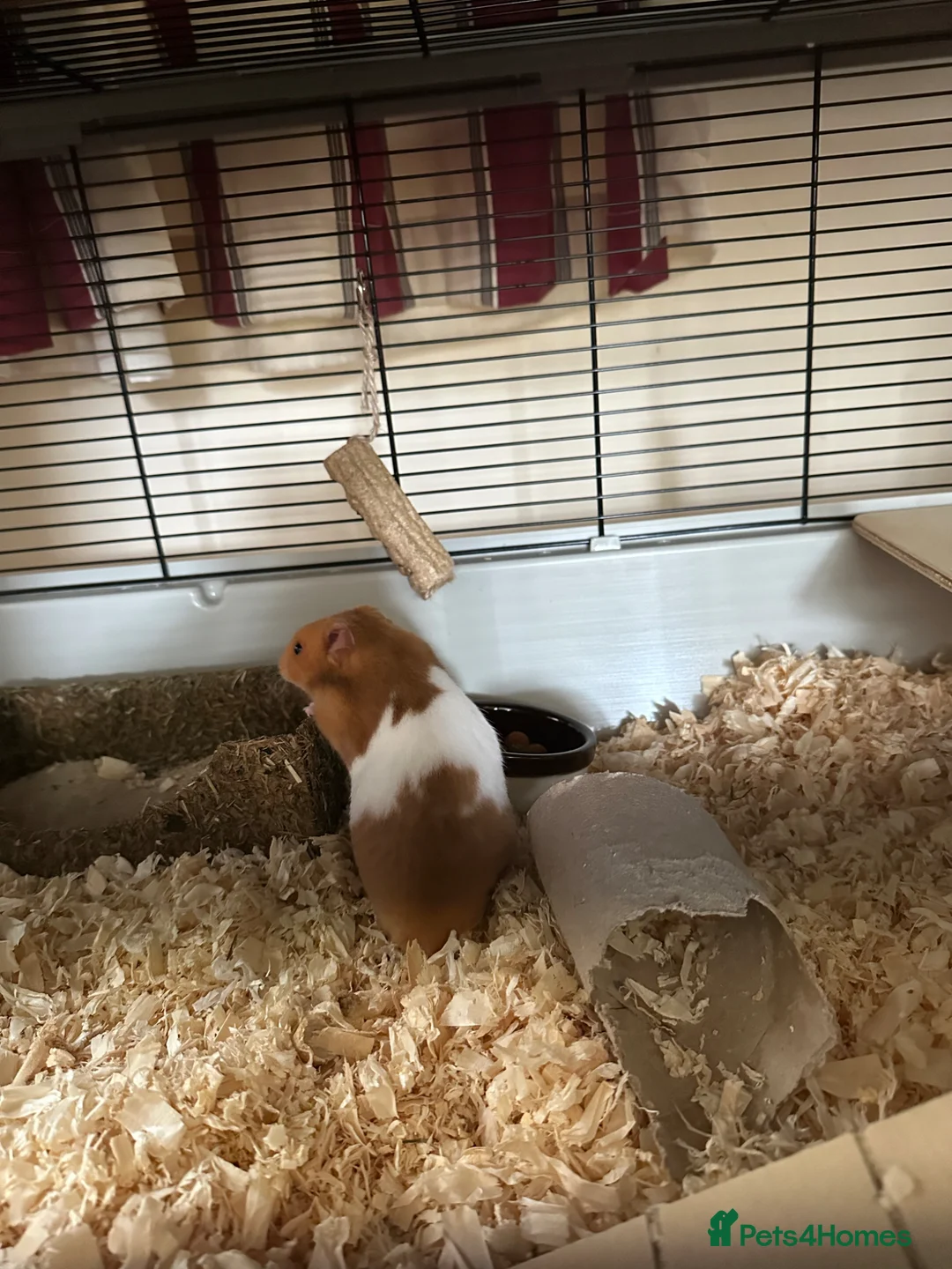 Hamster rodents for sale: Ginger and white hamster  in Llanidloes - Advert 1