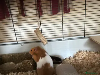 Hamster rodents Ginger and white hamster - Advert 1