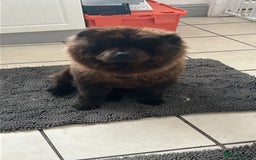 Chow Chow dogs for sale: Cleo the fun chow chow - Image 4
