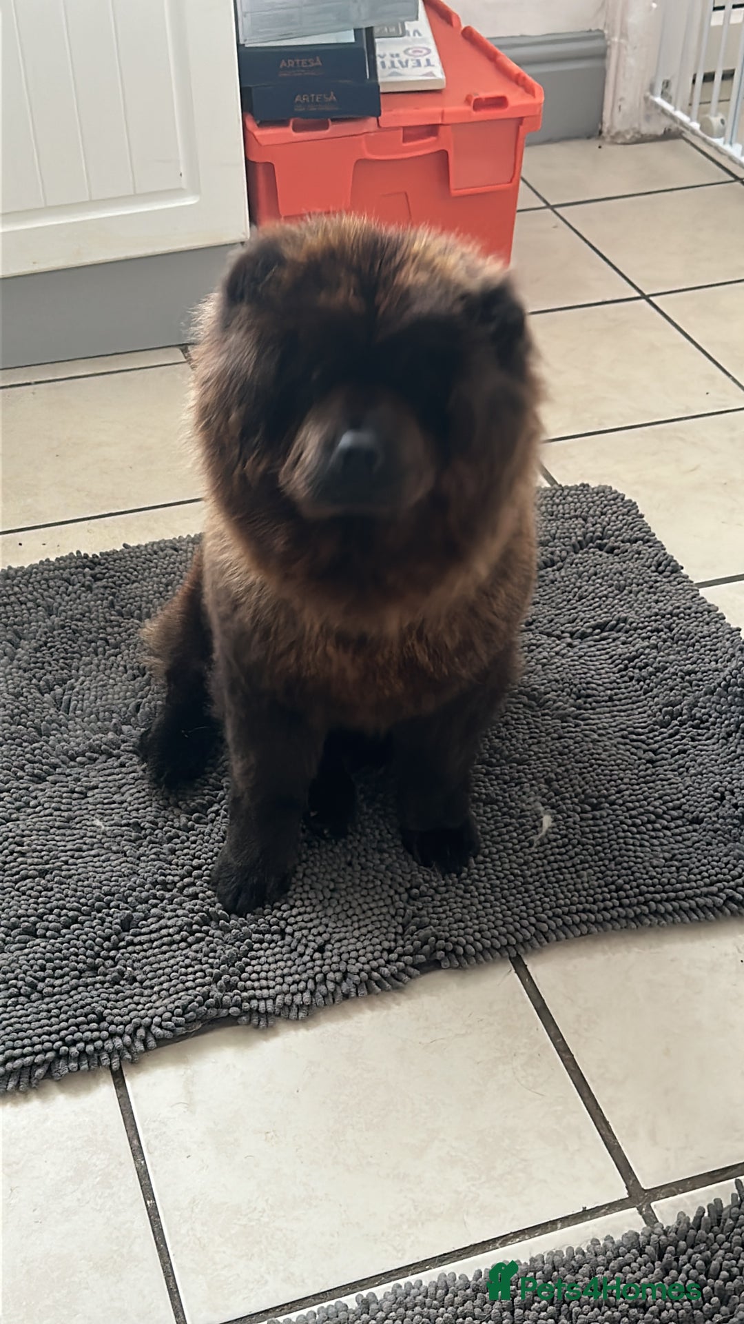 Chow Chow dogs for sale: Cleo the fun chow chow - Image 4