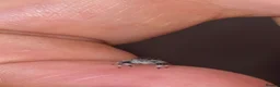Spiders invertebrates for sale: Jumping spider  - Advert 1