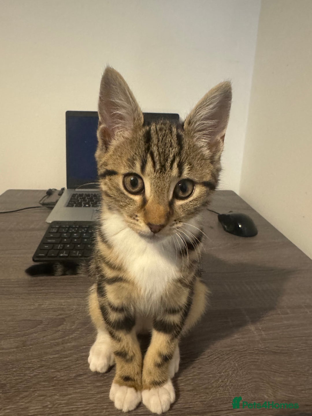 Mixed Breed cats for sale: Energetic & playful Tabby cat - Advert 3