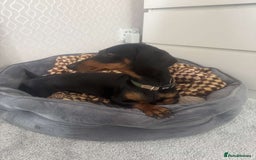 Miniature Dachshund dogs for sale: Miniature daschunds 2 females - 18 months old  - Image 4