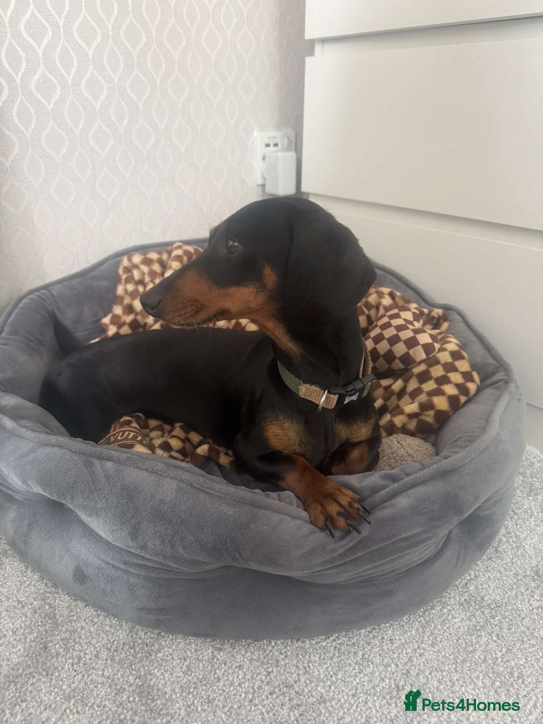 Miniature Dachshund dogs for sale: Miniature daschunds 2 females - 18 months old  - Image 4