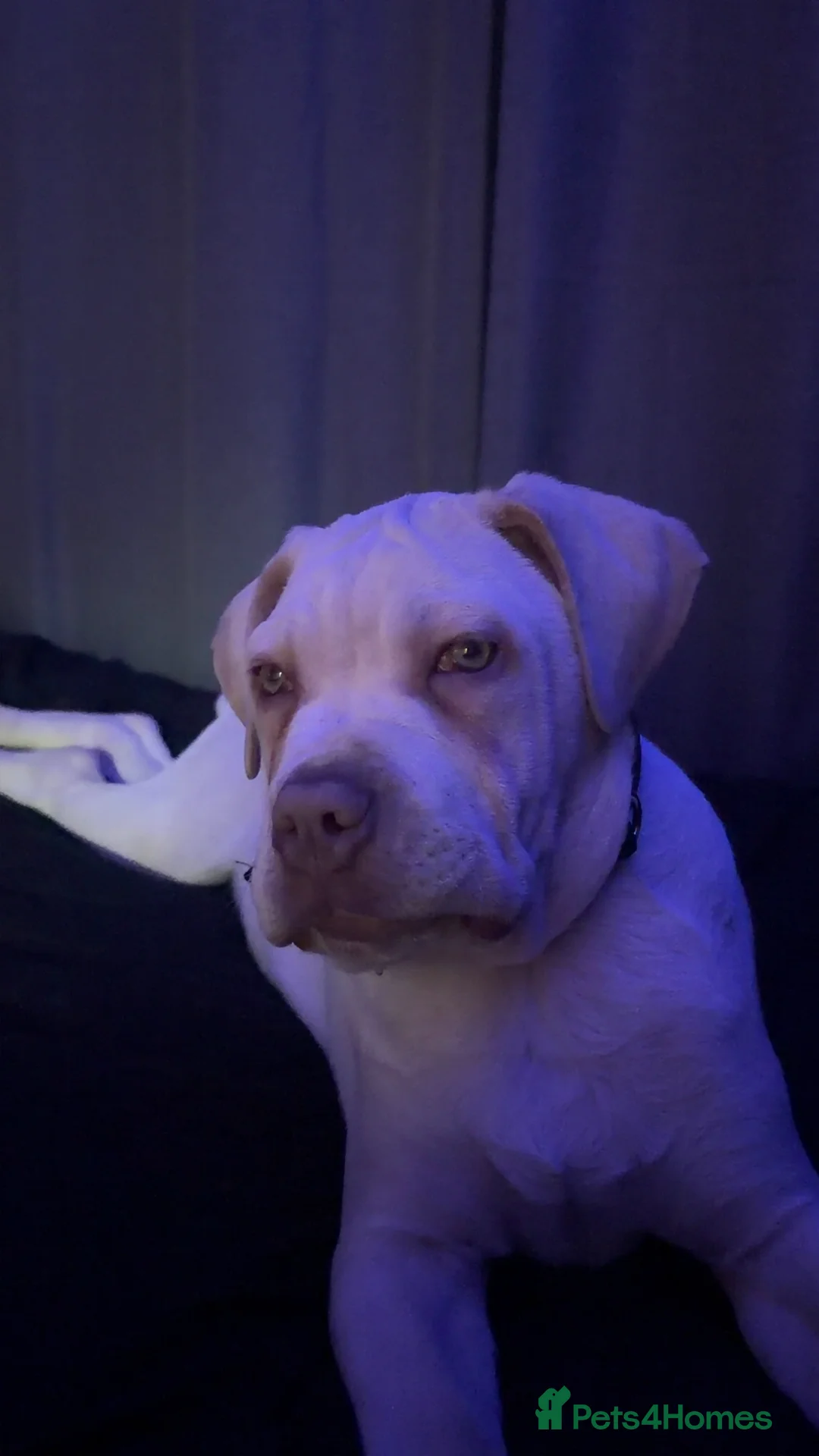 Cane Corso dogs for sale: Cane corso - Advert 7