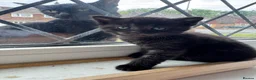 Persian cats for sale: Mixed breed Persian kittens - Advert 4
