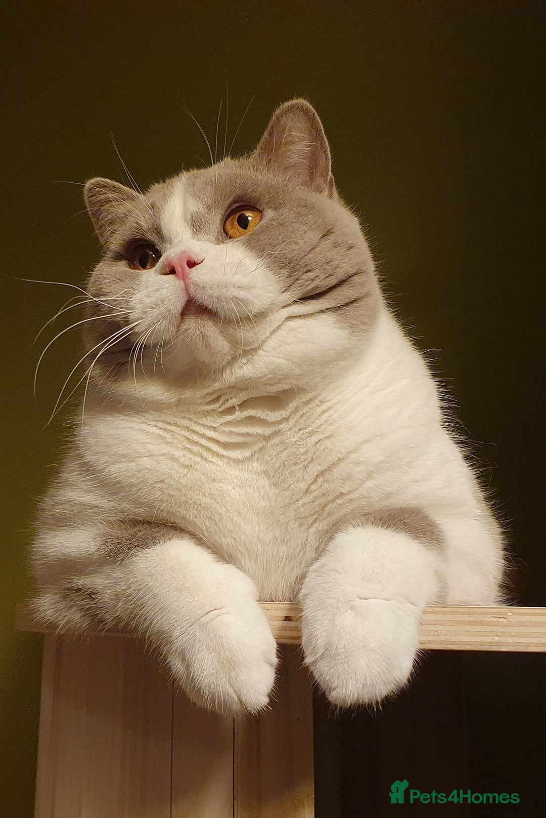 British Shorthair cats for sale: Stunning British Shorthair Kittens  - Image 12