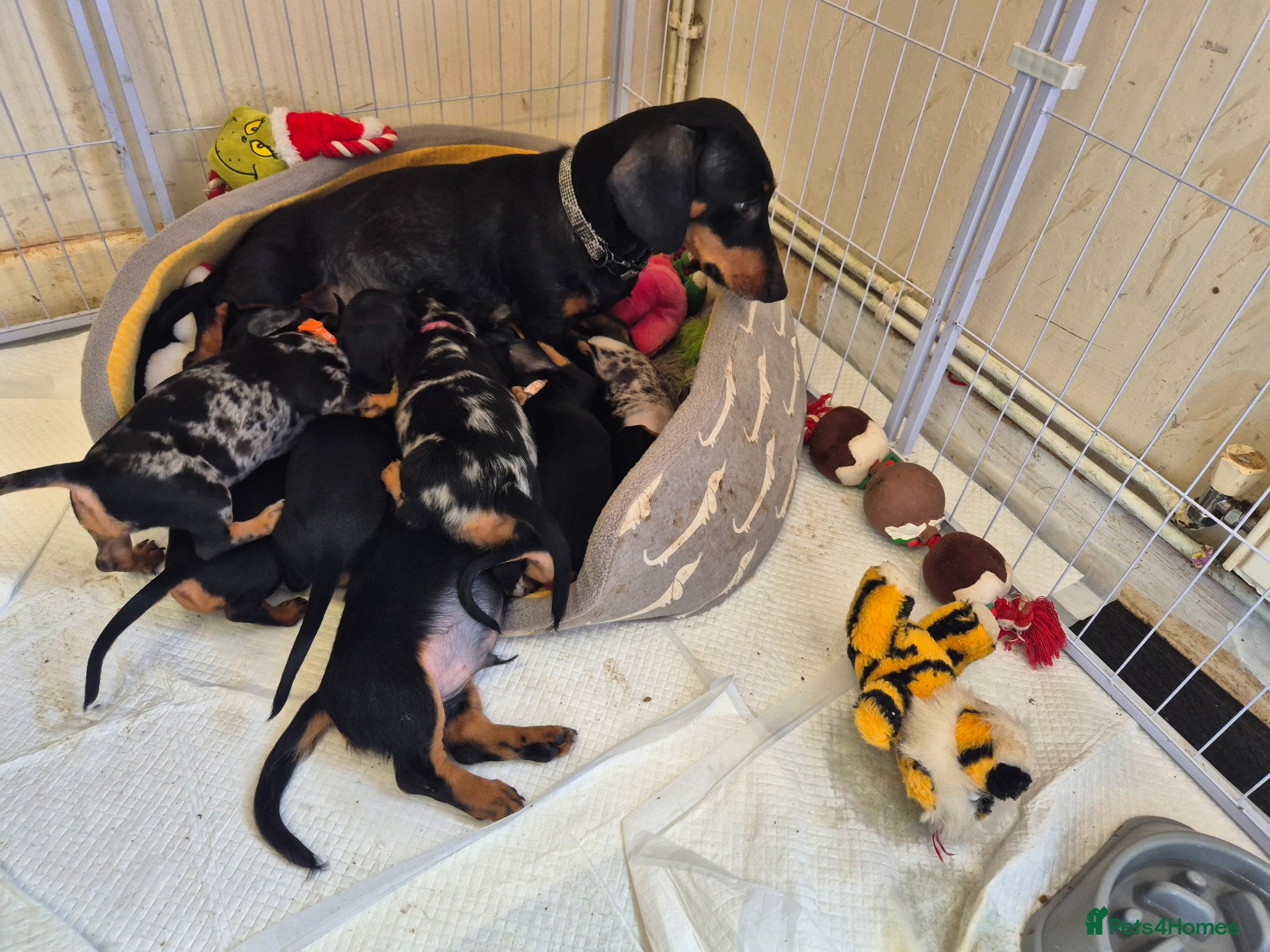 Dachshund dogs Dachshund  puppies - Advert 15