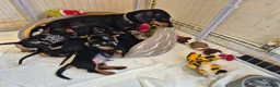 Dachshund dogs for sale: Dachshund  puppies - Advert 1