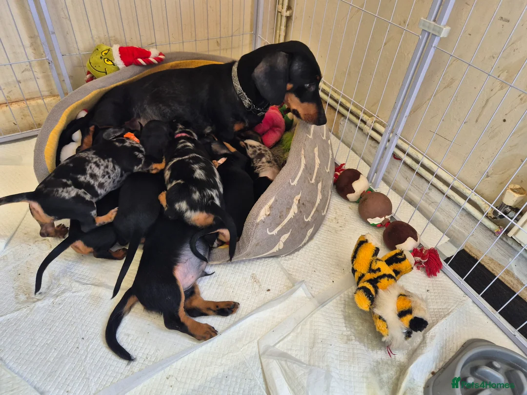Dachshund dogs for sale: Dachshund  puppies - Advert 1