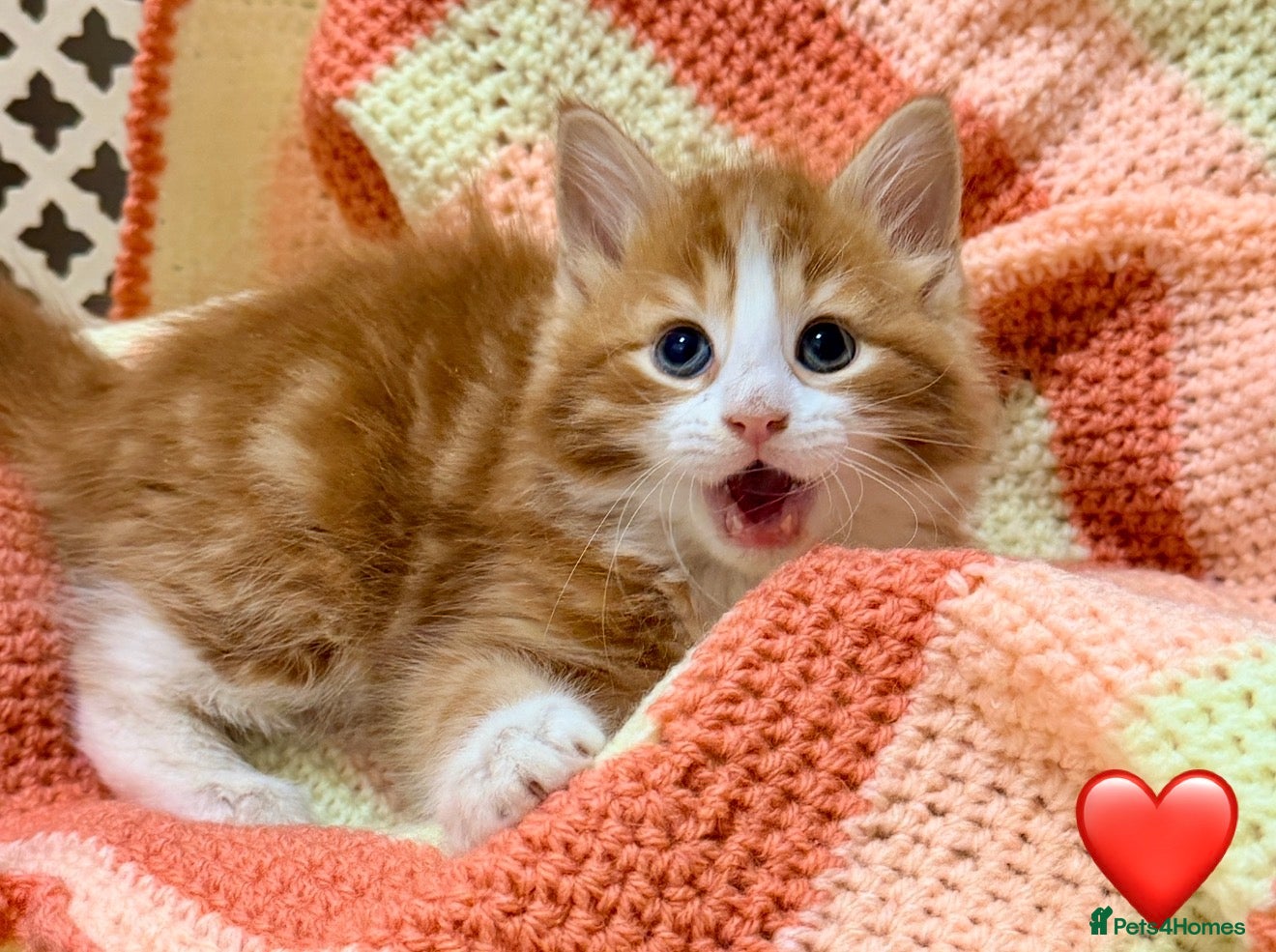 Mixed Breed cats 💖 MAINE COON X RAGDOLL *PARENTS HEALTH TESTED* 💖 - Advert 1