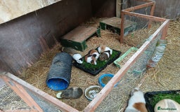 Guinea Pig rodents for sale: Young guineapigs  - Image 3
