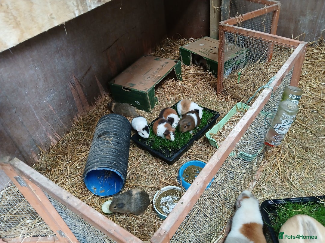 Guinea Pig rodents for sale: Young guineapigs  - Image 3