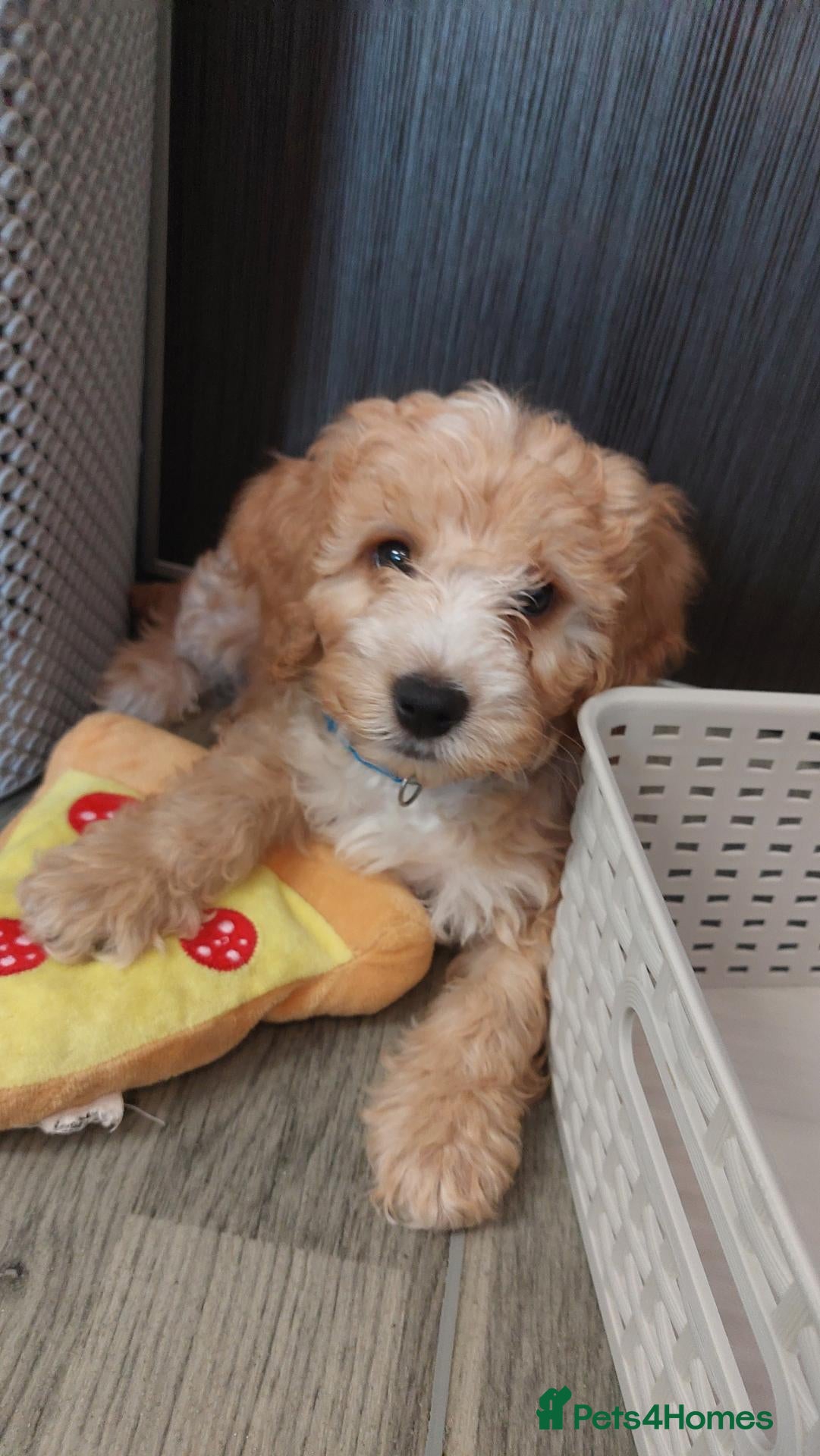 Cockapoo dogs cockapoos 5 LEFT !!!!!!! - Advert 14