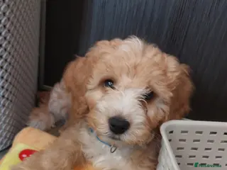Cockapoo dogs cockapoos 3 beautiful boys LEFT ❤️❤️❤️❤️❤️ - Advert 8