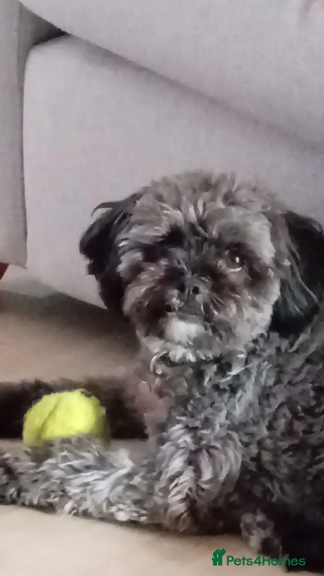 Shihpoo dogs for sale: Female Shihpoo Needs Forever Loving Home in Loughborough - Advert 1