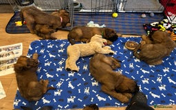 Briard dogs for sale: Amazing pedigree Briard Pups - Image 14