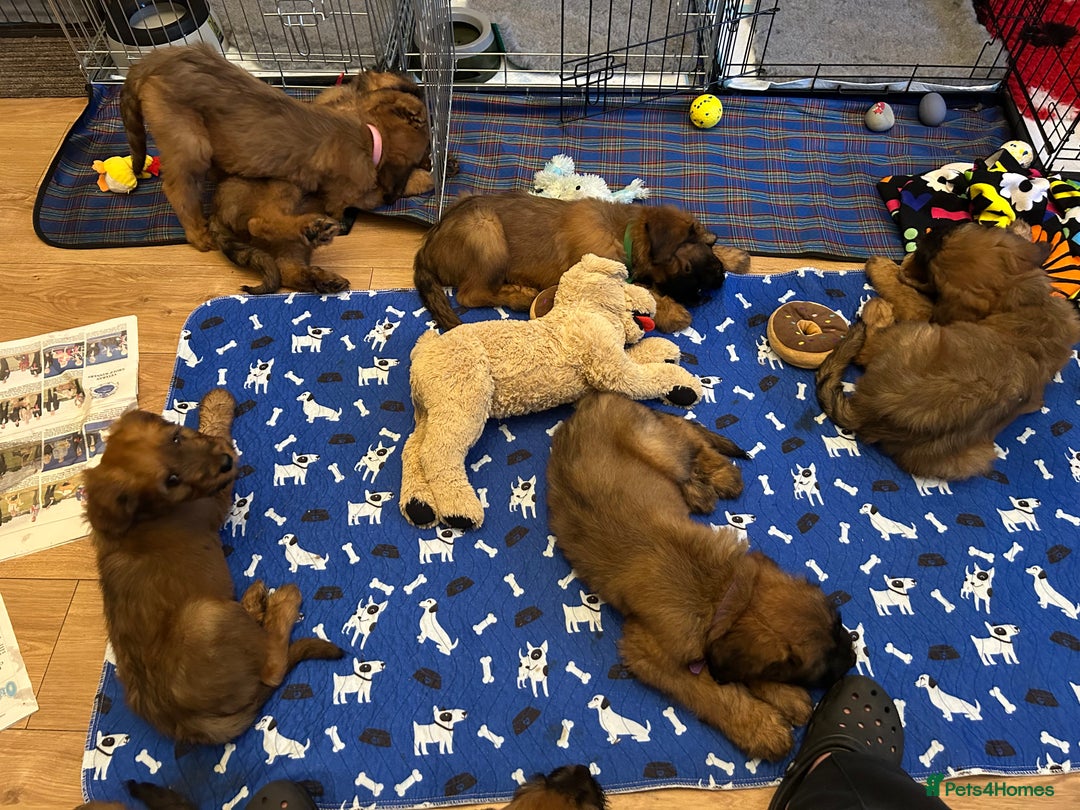 Briard dogs for sale: Amazing pedigree Briard Pups - Image 14