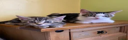 Mixed Breed cats for sale: 2 lovely kittens looking for their forever homes - Advert 1