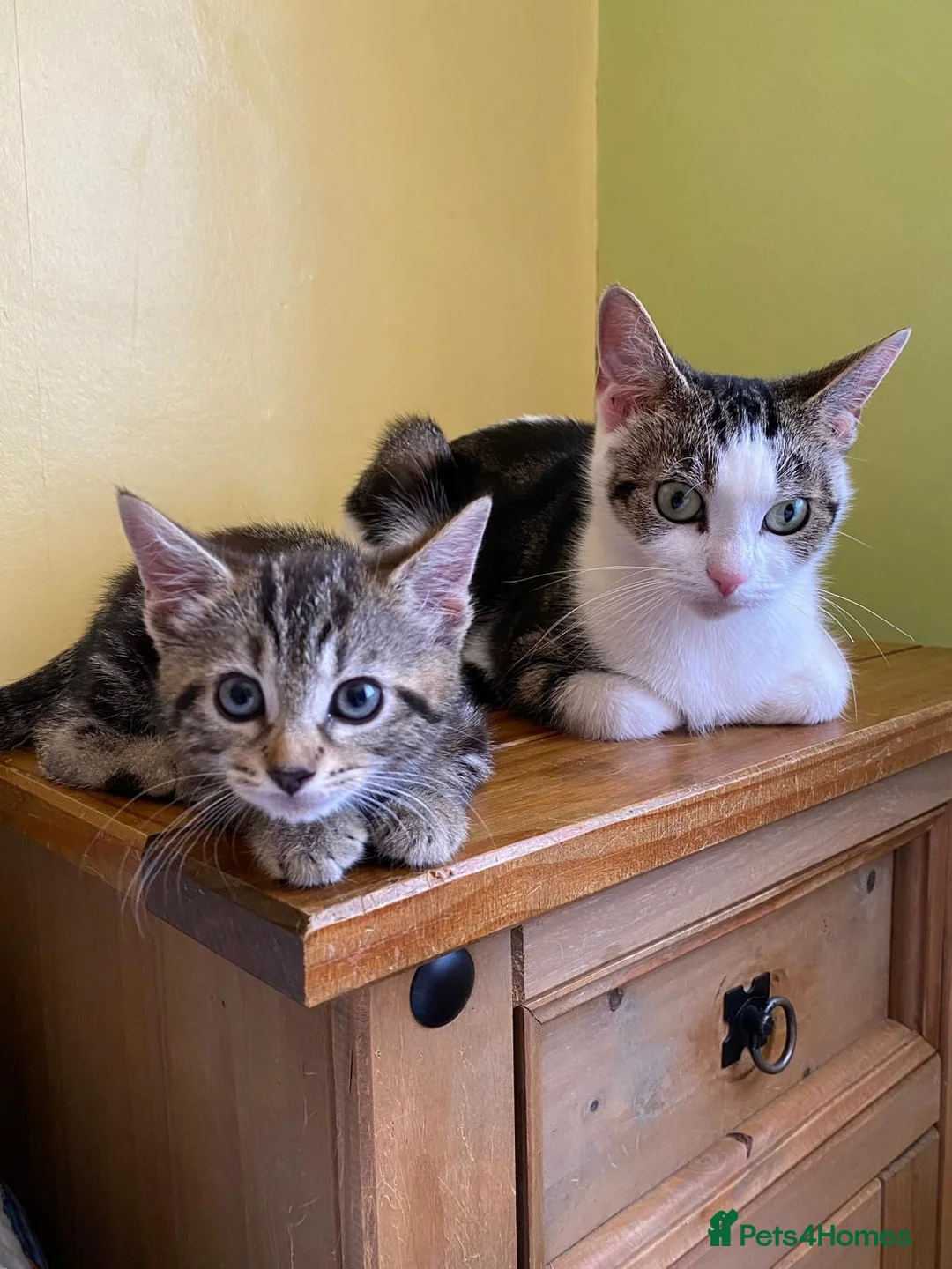 Mixed Breed cats for sale: 2 lovely kittens looking for their forever homes - Advert 1