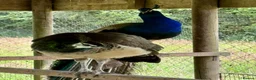 Peafowl poultry for sale: Peacock and two peahens in Holsworthy - Advert 4