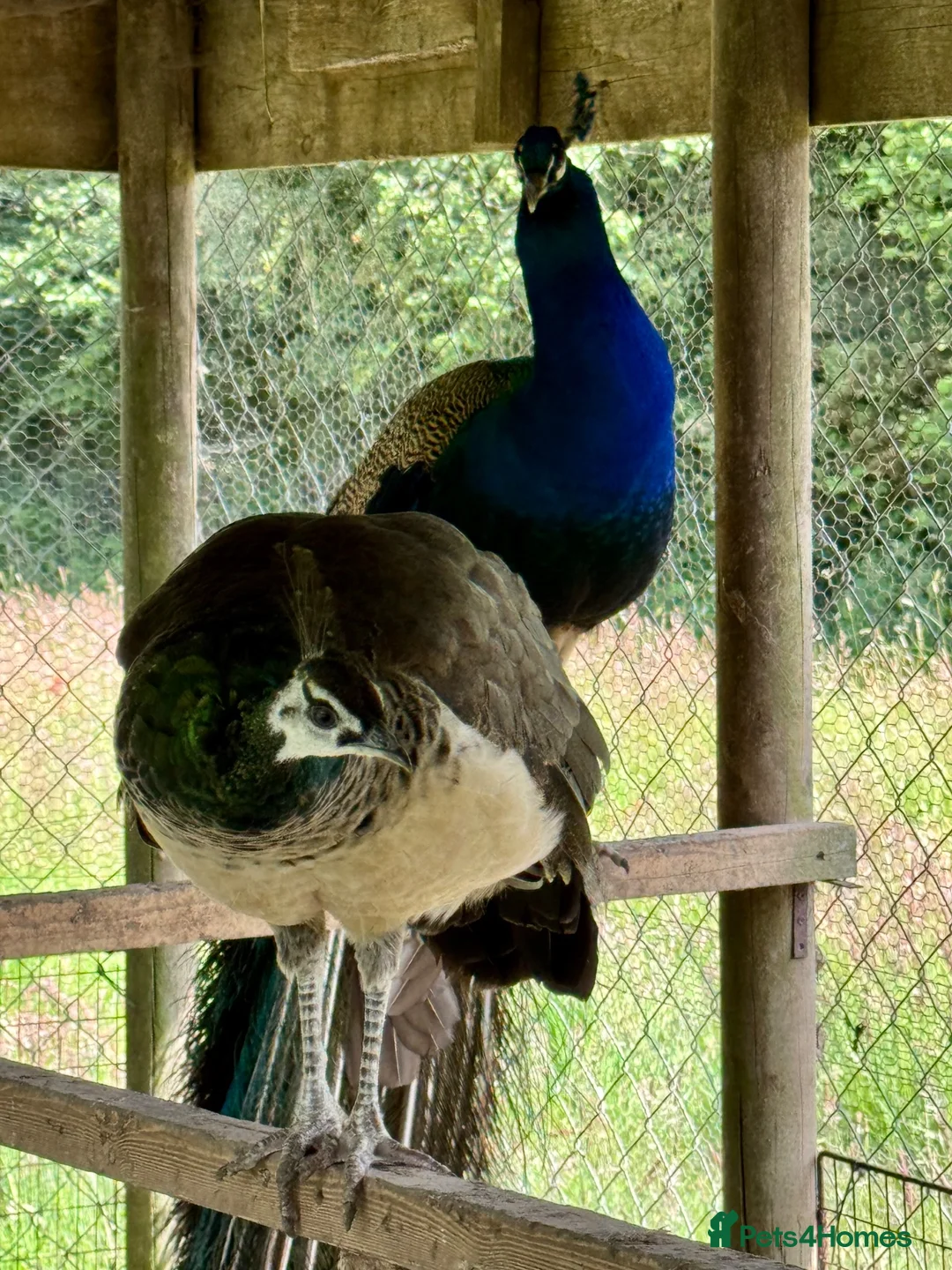 Peafowl poultry for sale: Peacock and two peahens in Holsworthy - Advert 4