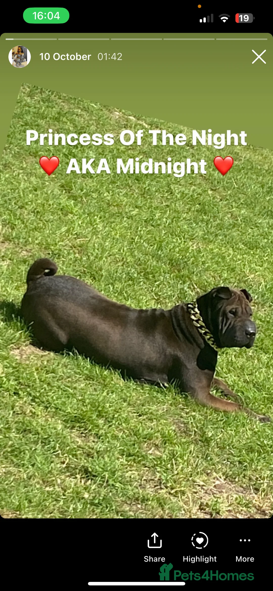 Mixed Breed dogs for sale: 2 lovely dogs for sale 10months Old  - Advert 1