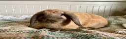 Mini Lop rabbits for sale: Mini lop doe, 10weeks - Advert 4