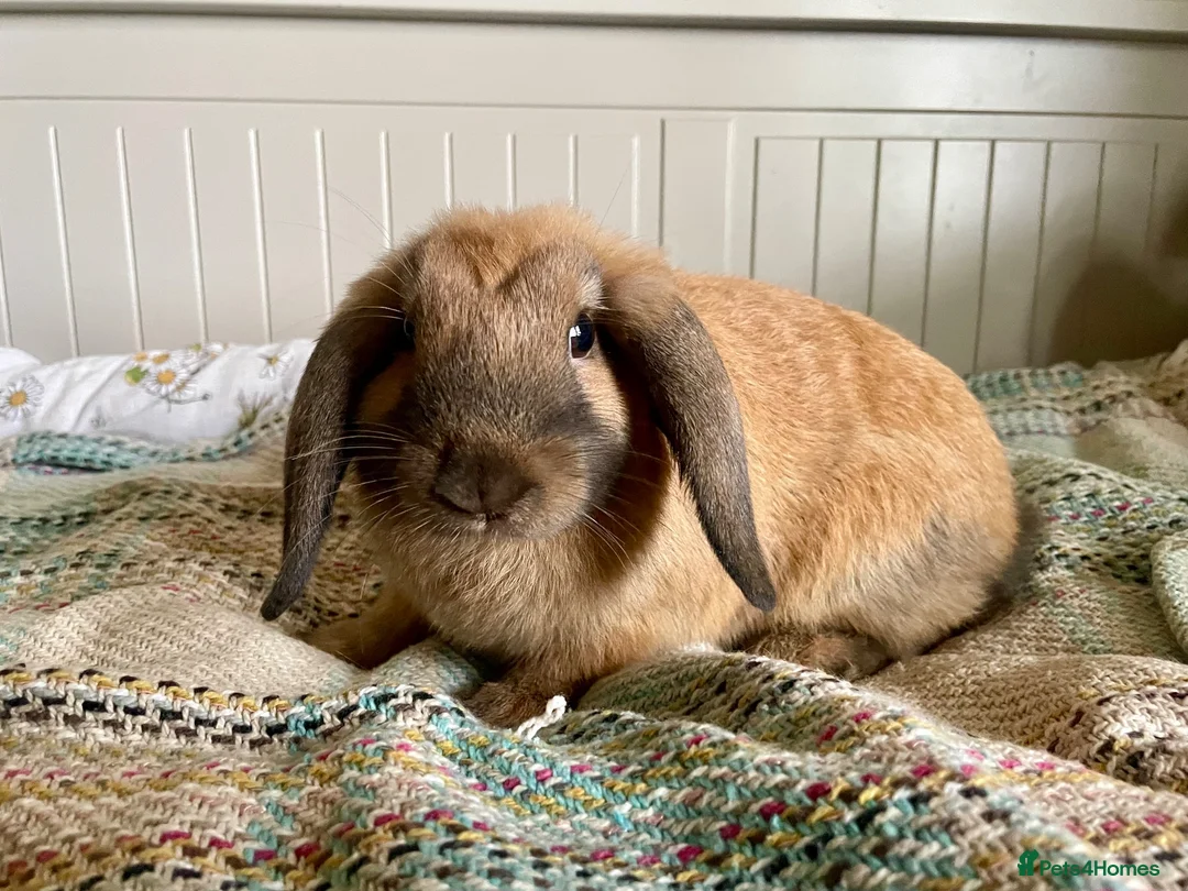 Mini Lop rabbits for sale: Mini lop doe, 10weeks - Advert 4