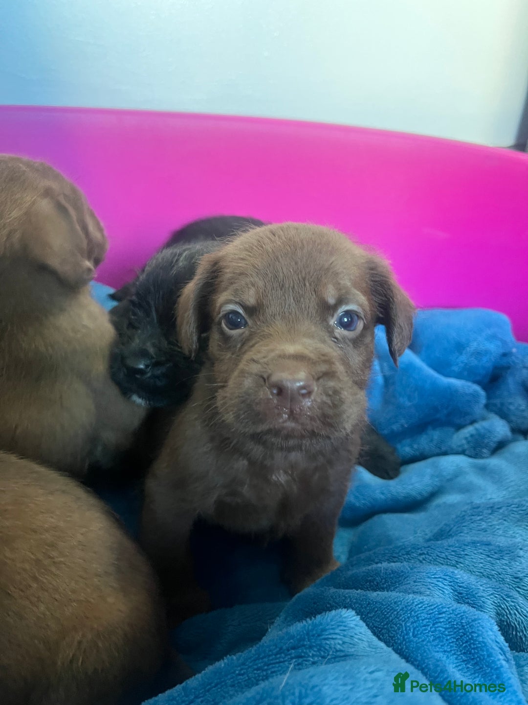 Cockapoo dogs for sale: Adorable cockapoo cross reduced last 2  - Image 16