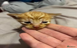 British Shorthair cats for sale: 4 gorgeous kittens for sale  - Image 13