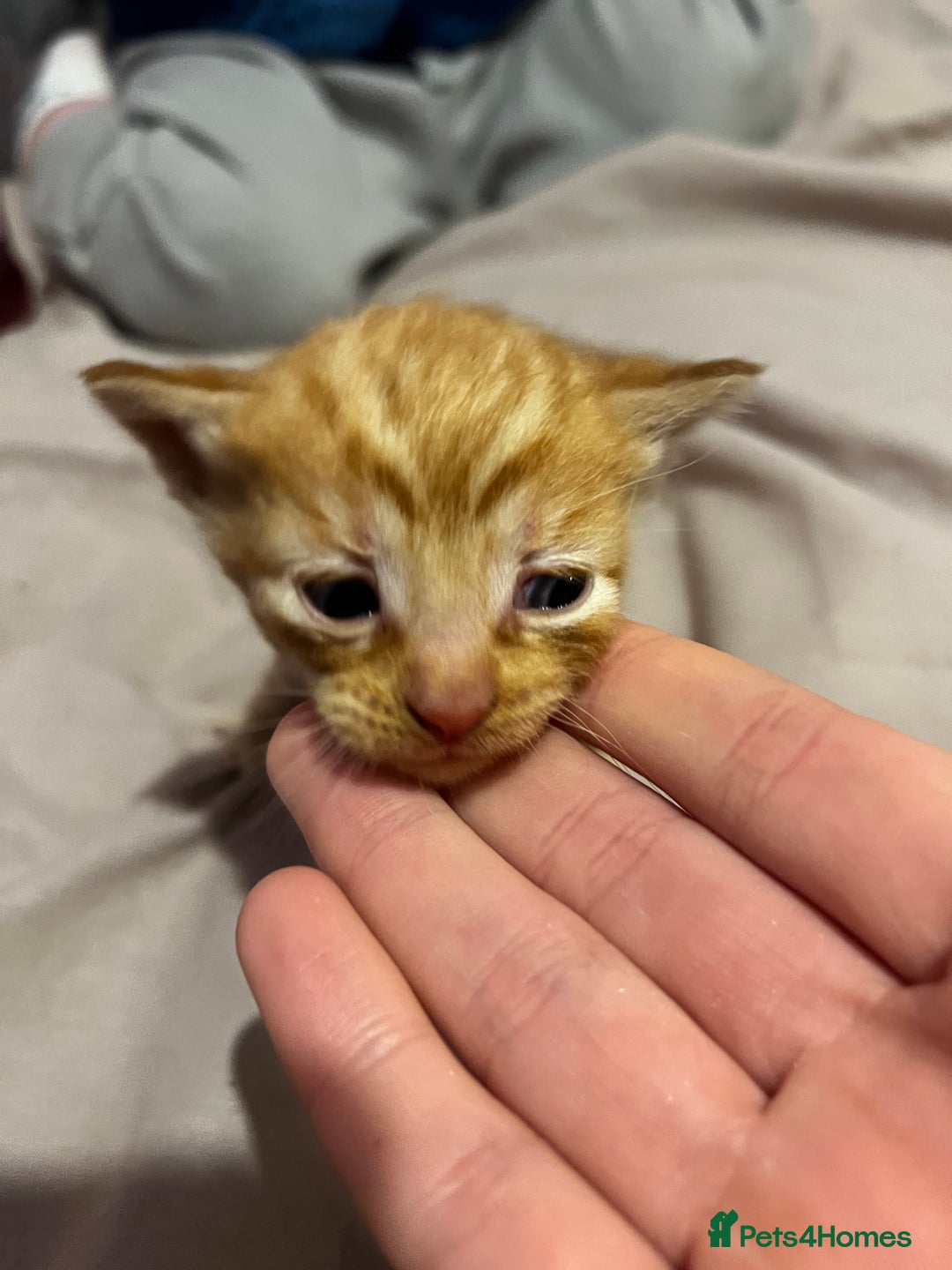 British Shorthair cats for sale: 4 gorgeous kittens for sale  - Image 13