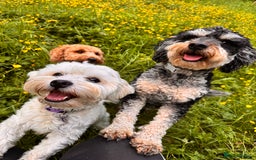 Mixed Breed dogs for sale: Puppies due!  - Image 1